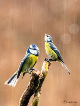 Blaumeisen / Blaumeisen im Regen