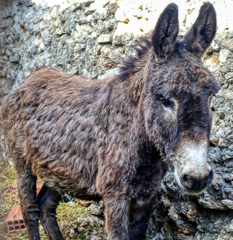 Vandellós - Masies Castelló (ruc) - Baix Camp / Vandellós - Masies Castelló (ruc) - Baix Camp
