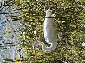 Morning walk / Wading birds in the wetlands