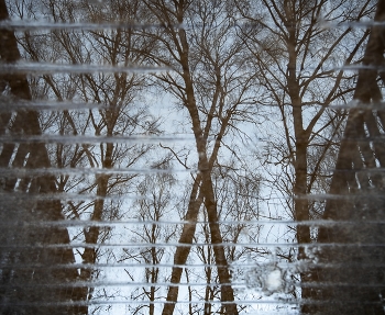 reflection of the spring / ***