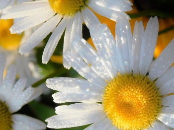 Spring greetings / ***