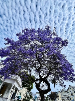 Magic sky / Unusual cloud pattern, blooming tree
Spring in the city
