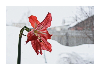 Congratulations, dear women! / ***