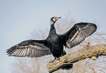 Bei der Trocknung / ***