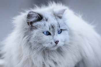 The Snow Queen / ***