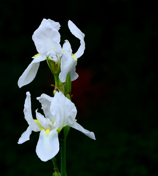 Frühling kommt! / ***
