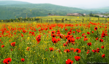 Spring mood ... / ***