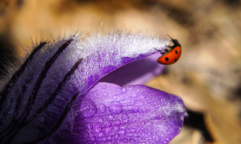 Pulsatilla Crimean / ***