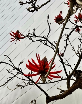 Spring in the city / Flowering Coral tree