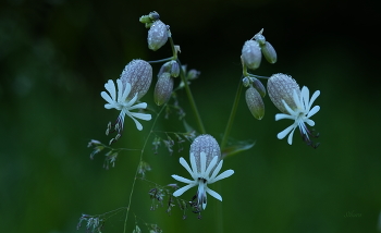 Summer sketches. / ***