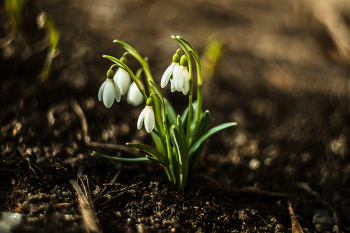 The first snowdrops / ***