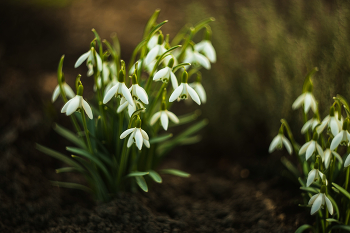 The first snowdrops / ***