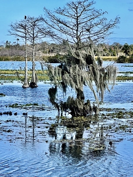 Wetlands / Florida Wetlands