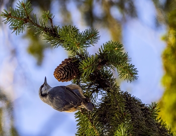 Nuthatch / ***
