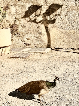 Sunny day in a castle / Peacock in the castle