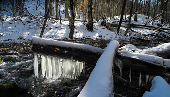 Vorboten des Frühlings / ***