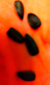 Sunflower seeds / ***