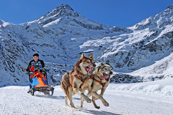 Sledgedog / Husky Race