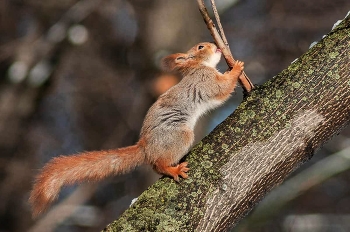 Eichhörnchen. / ***