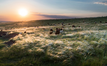 Die Mauern des Klosters / ***