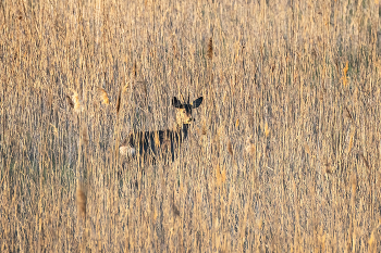 In Meadowlands / ***