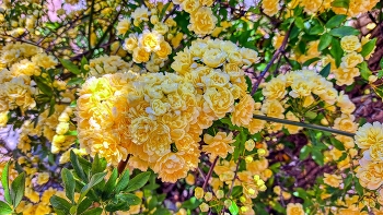 Castellvell de Camp - Rosa banksiae (Alba) - Baix Camp / Castellvell de Camp - Rosa banksiae (Alba) - Baix Camp