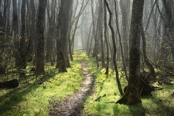 Morning in the forest / ***