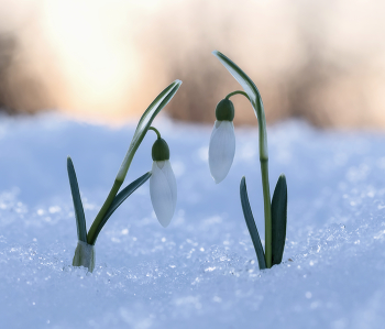 Zärtlichkeit der Natur / ***