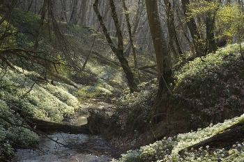 Fog dissipates / ***