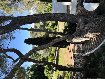 Stairs / Park view in summer