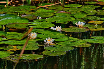 Morning in the swamp / ***