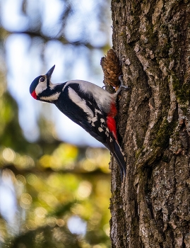 Great Spotted Woodpecker / ***