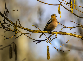 herald of spring / ***