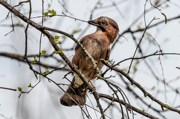 Spring Awakening / ***