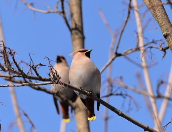 waxwing / ***