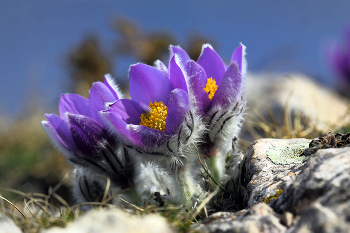 Pulsatilla Crimean / ***