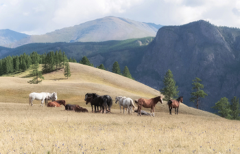 Harmony of Nature / ***