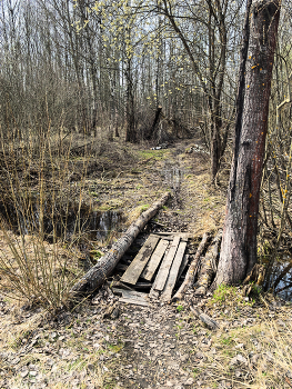Spring forest. / ***