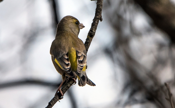 Yellow Wagtail / ***