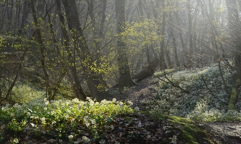 Morning in the forest / ***