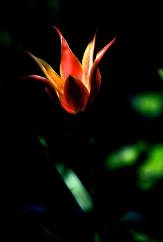 The Scarlet Flower / ***