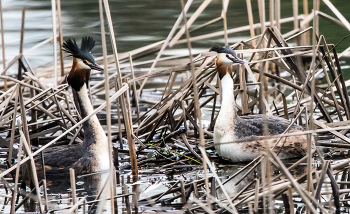Grebes / ***