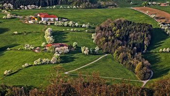 Most4tel / Baumblüte im Frühling