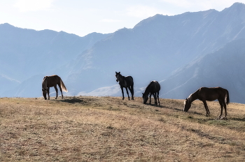 On the hillside / ***