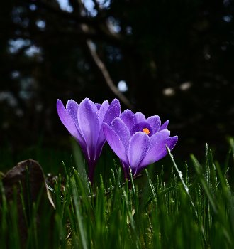 Crocuses. / ***