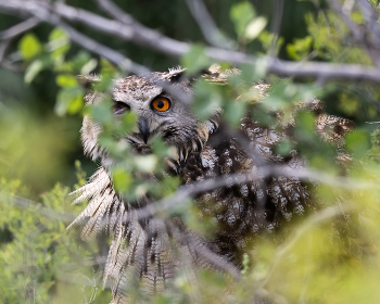 Who is there ?! / ***