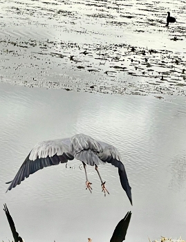 So close to the water / Gliding over the swamps