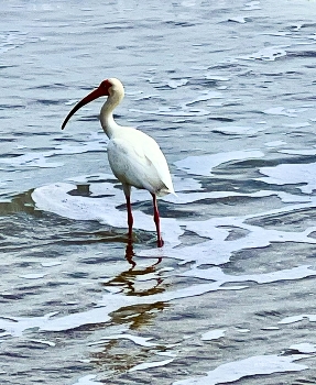 Hunting / On the ocean front