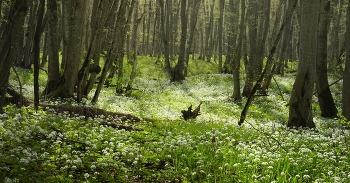 Spring Forest / ***