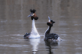 Great Crested Grebe / ***